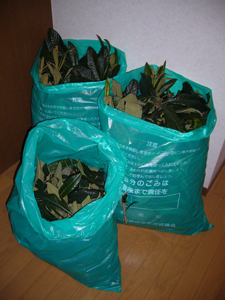 枇杷の葉3袋写真
