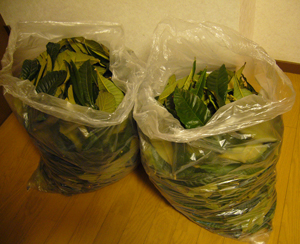 枇杷の葉3kg